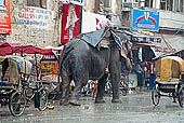 Amritsar 